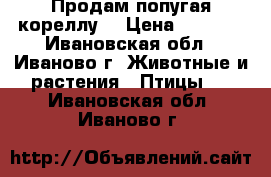 Продам попугая кореллу. › Цена ­ 3 500 - Ивановская обл., Иваново г. Животные и растения » Птицы   . Ивановская обл.,Иваново г.